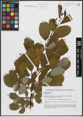 Foto von Salix caprea L.